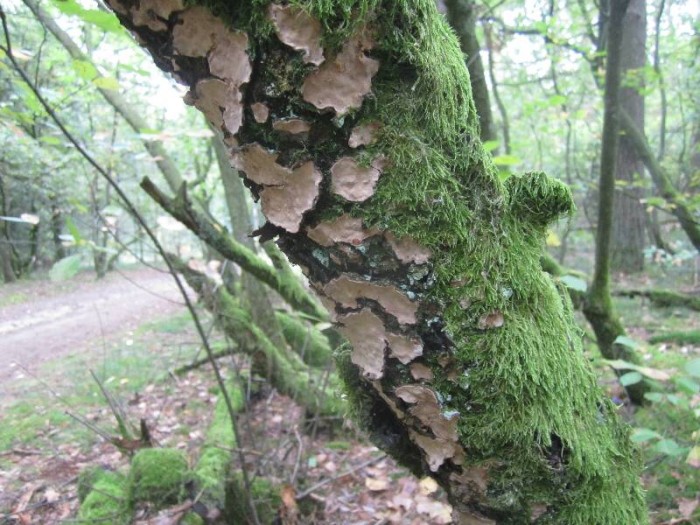 2011.09.20.HYDRION.fungi.STEREUM.X.JR (18)_800x600.jpg