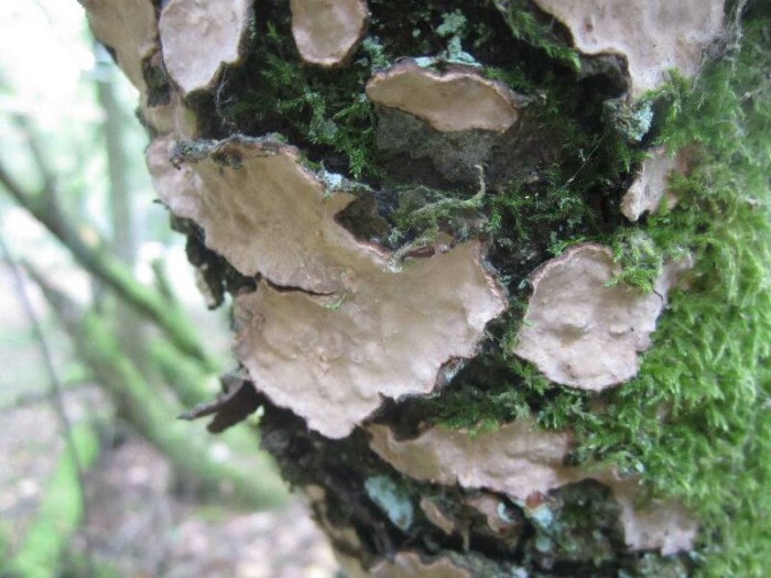 2011.09.20.HYDRION.fungi.STEREUM.X.JR (19)_800x600.jpg