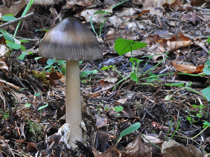 Amanita_umbrinolutea.jpg