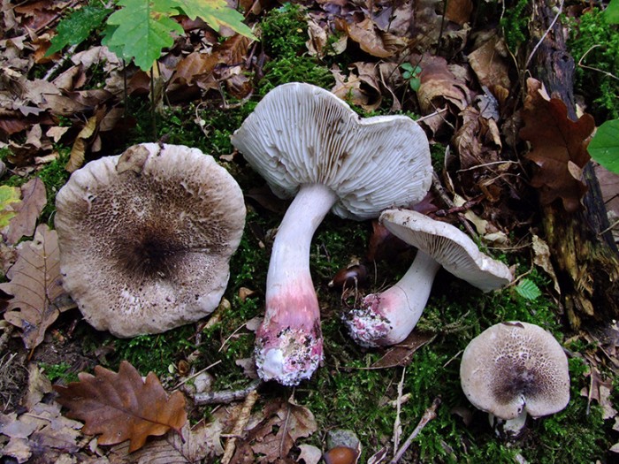 Tricholoma_basirubens.jpg
