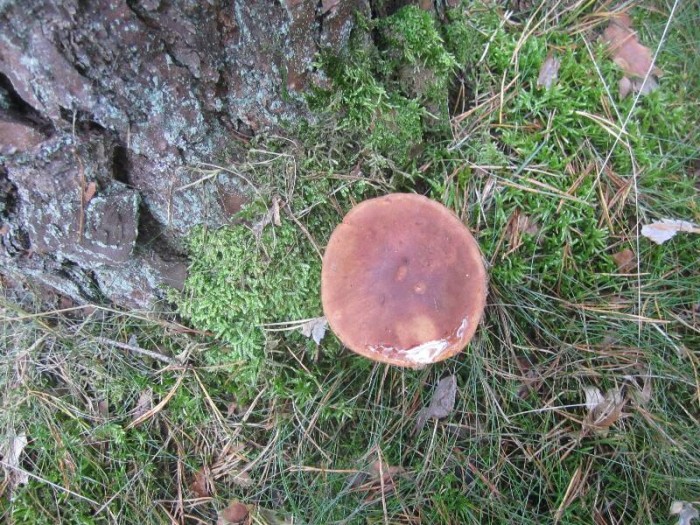 2011.09.20.HYDRION.fungi.BOLETUS.BADIUS.JR (30)_800x600.jpg