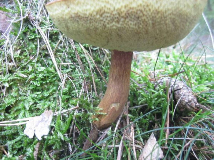 2011.09.20.HYDRION.fungi.BOLETUS.BADIUS.JR (32)_800x600.jpg