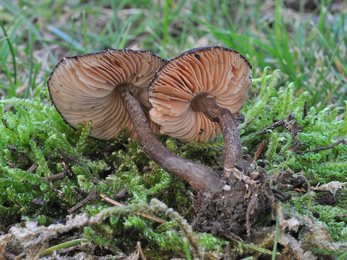 Entoloma_dysthales_01.jpg