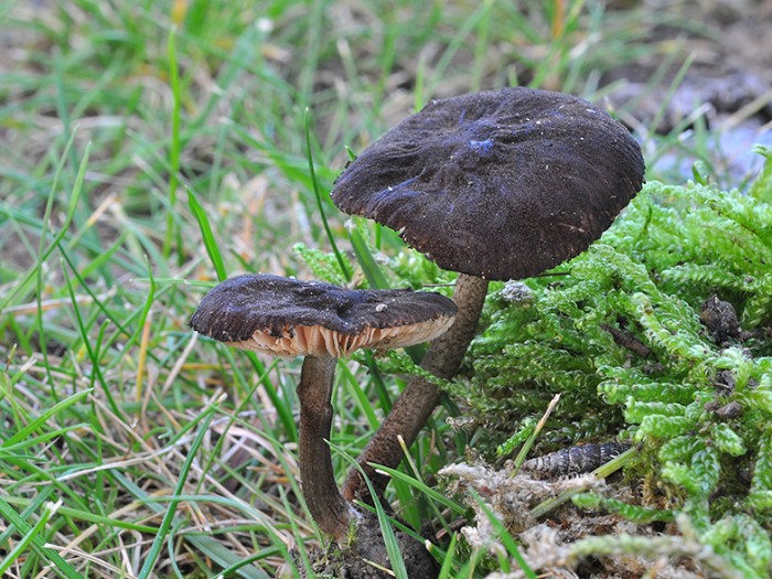 Entoloma_dysthales_02.jpg