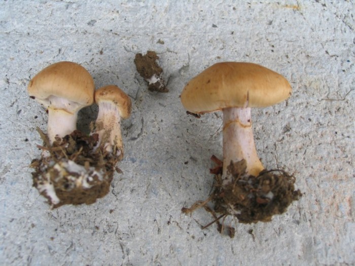 champis divers 11-9 034.jpg