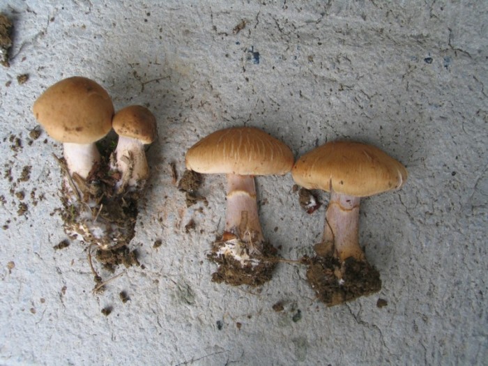 champis divers 11-9 038.jpg