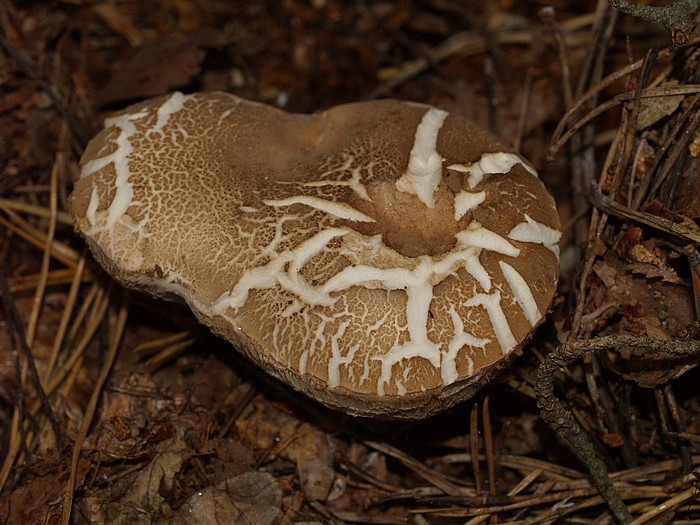 PA085611.JPG