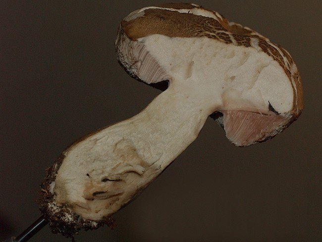 PA095643.JPG