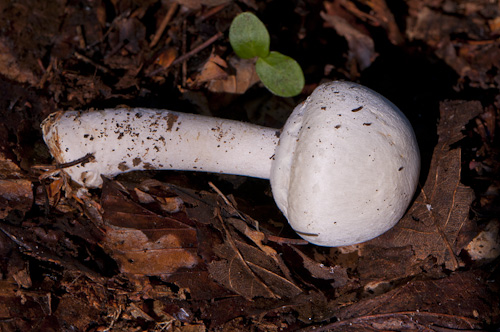 Champignons_Osnes_24-09-2011_011.jpg