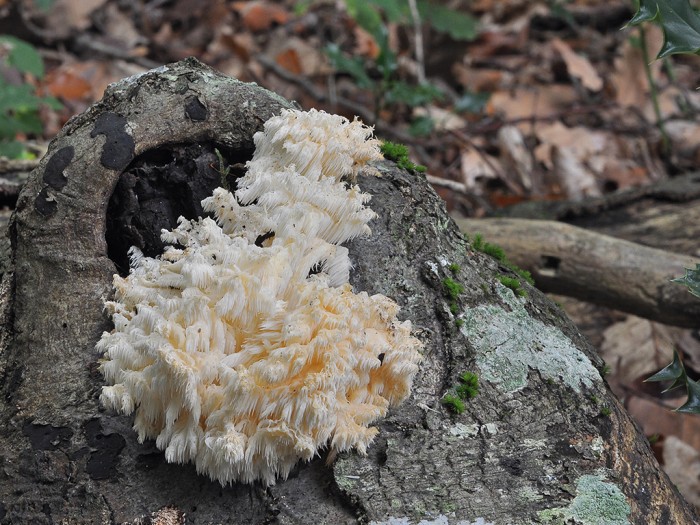 Hericium_clathroides.jpg