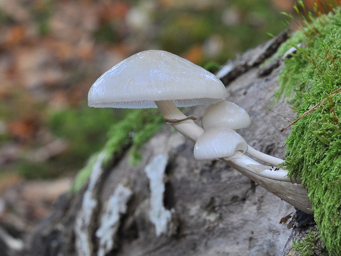 Oudemansiella_mucida_03.jpg
