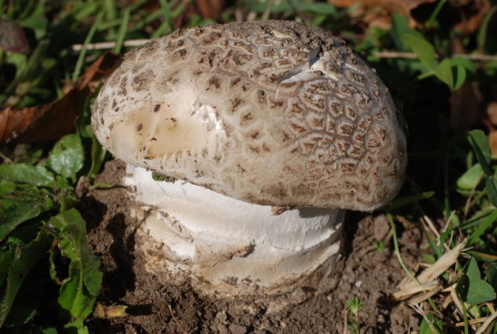 amanite 001.1.jpg
