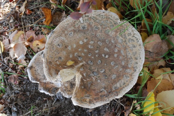 amanite 011.1.jpg