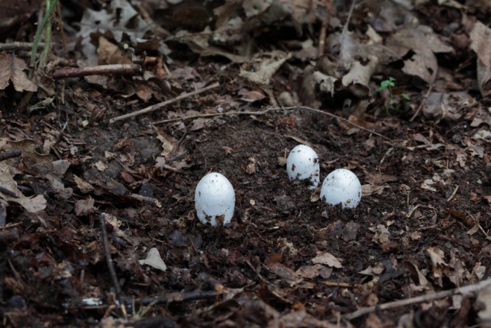 Amanita vaginata (1).JPG