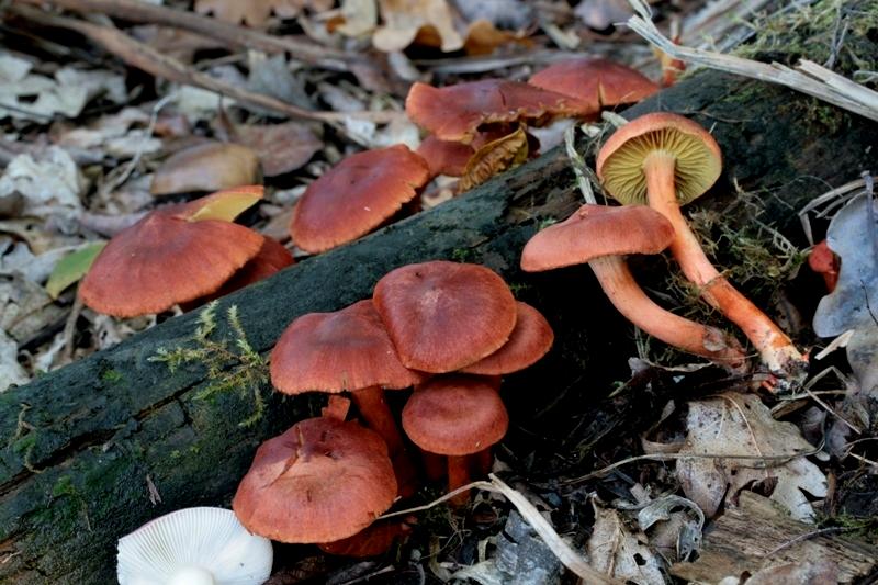 Cortinarius uliginosus.JPG