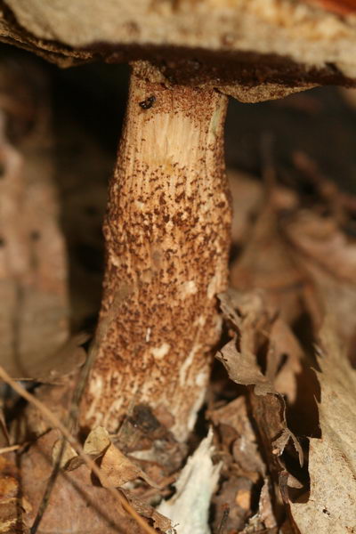 Leccinum aurantiacum_4_redimensionner.JPG