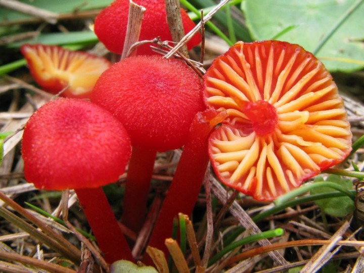 Hygrocybe miniata helobia IMG_2899.jpg