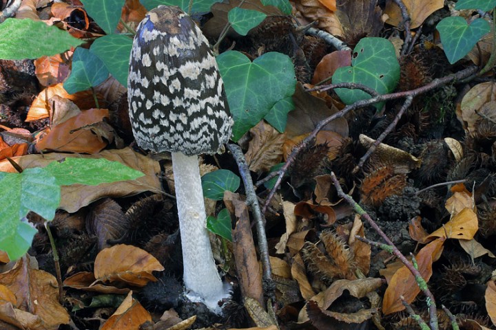 Coprinus_picaceus26101101aa.jpg