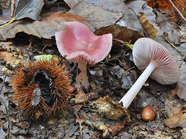 Mycena_rosea_01.jpg