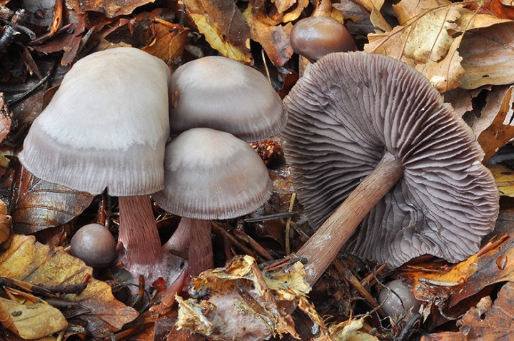 Mycena_pelianthina_2.jpg