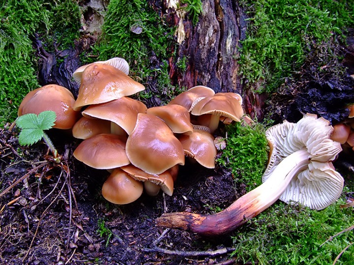 Collybia_fusipes_2.jpg