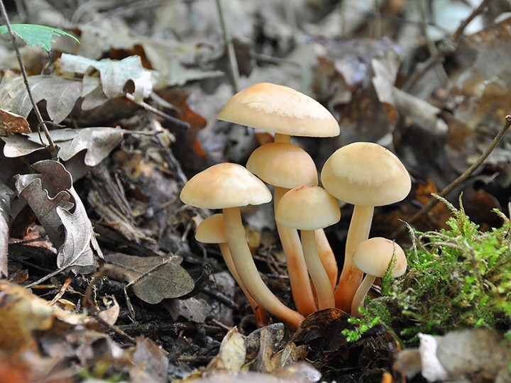 Collybia_fusipes.jpg