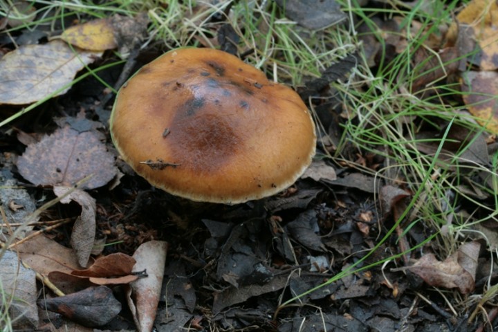 Copie de IMG_3726.JPG
