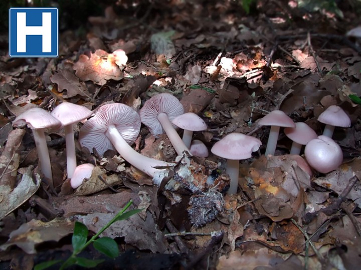 Mycena_rosea.jpg