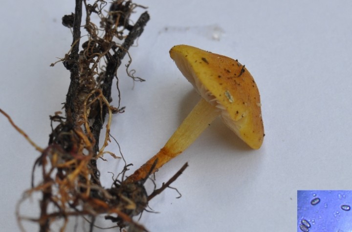 pholiota graminis connissans-redim726.JPG