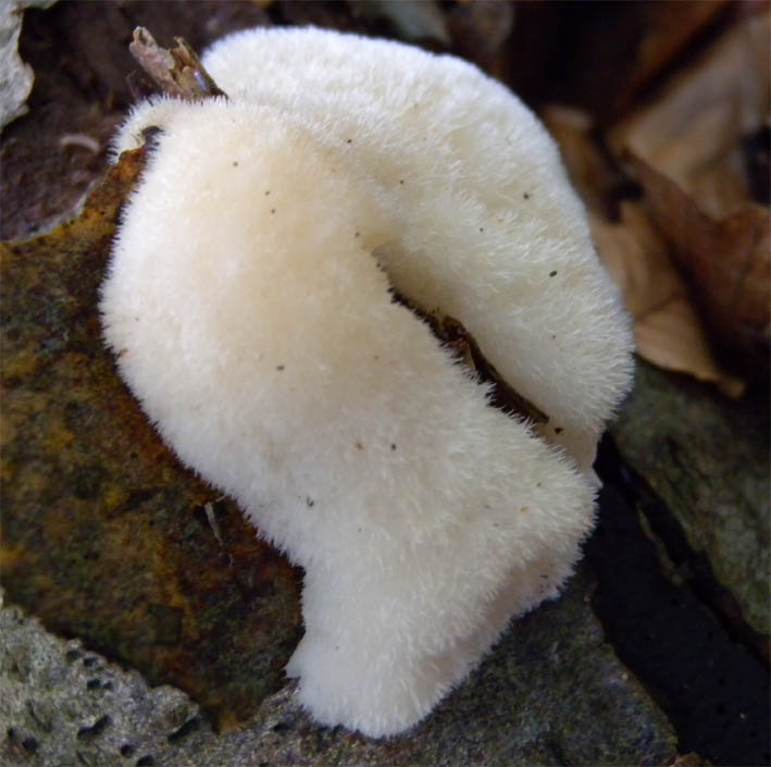 Hericium 1.jpg