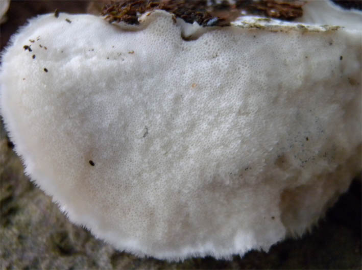 Hericium 2.jpg