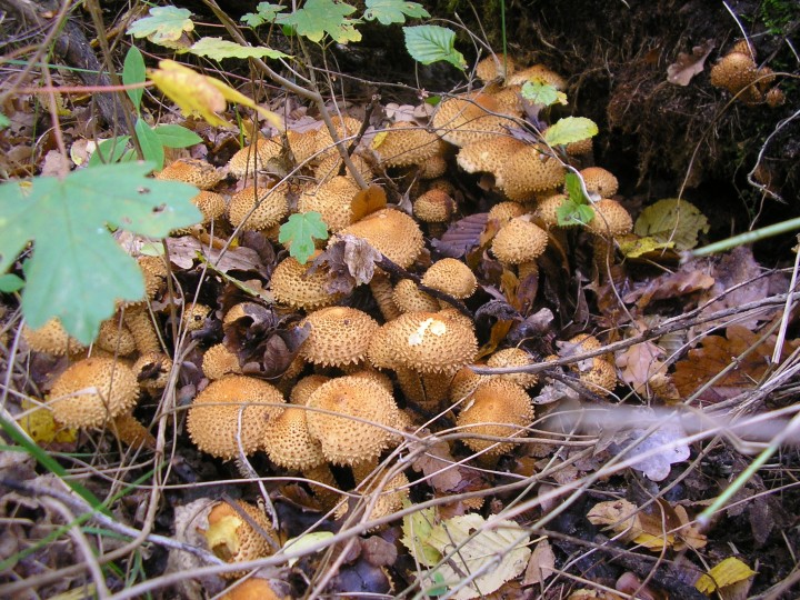 PA290063.JPG