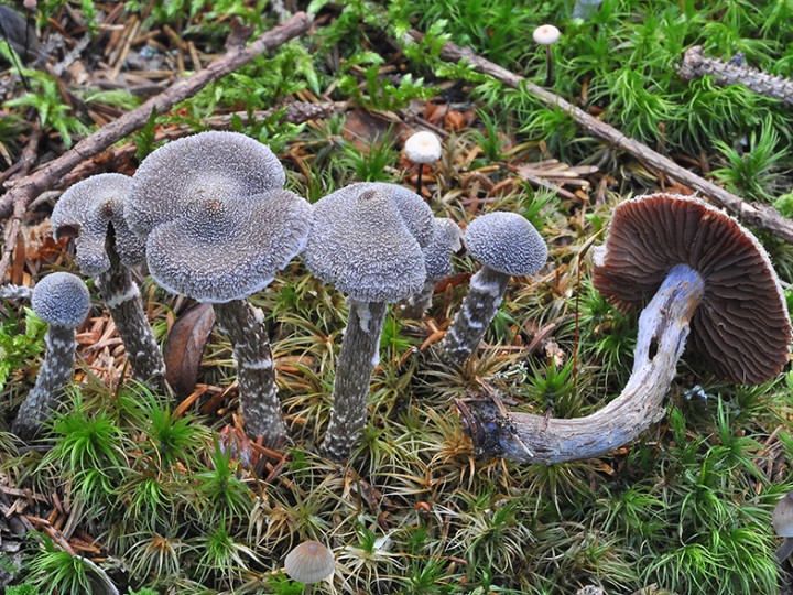 Cortinarius_paleifer_3.jpg