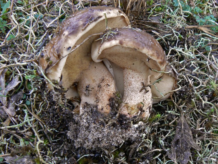Suillus bellinii