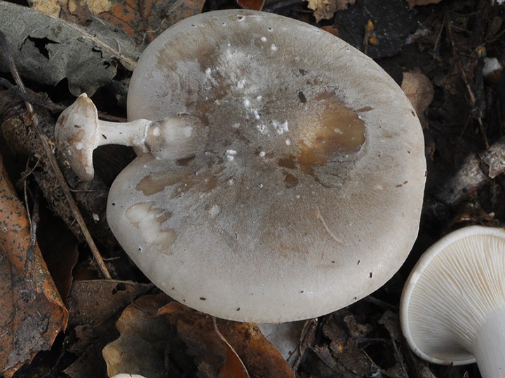 Lepista_nebularis_02.jpg
