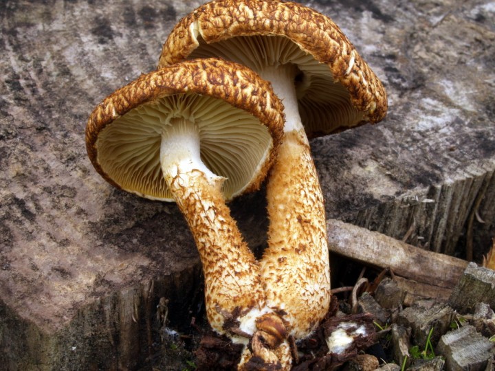 Floccularia decolorosa_CP240169 (2).JPG