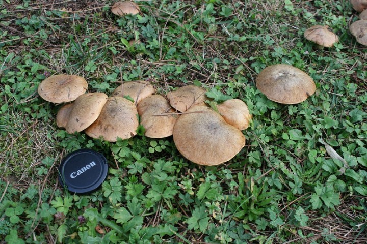 Spécimen 1 : Suillus collinitus. Merci aux intervenants du forum !