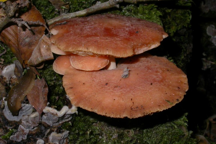 20111030.05-Rhodotus,palmatus.jpg