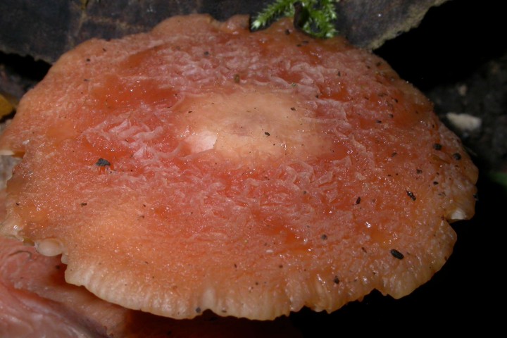 20111030.04-Rhodotus,palmatus.jpg