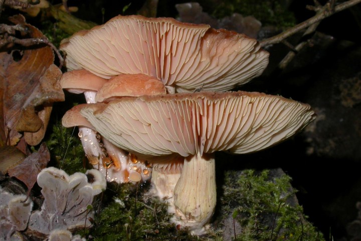 20111030.06-Rhodotus,palmatus.jpg