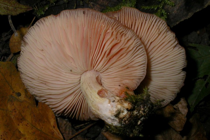 20111030.07-Rhodotus,palmatus.jpg