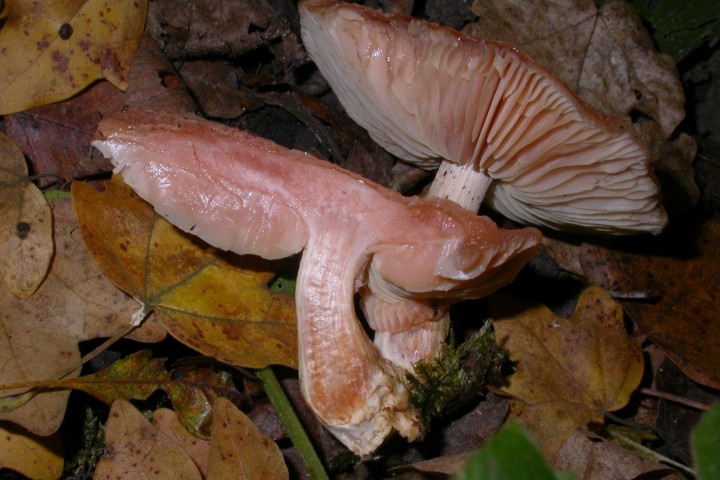 20111030.08-Rhodotus,palmatus-coupe.jpg