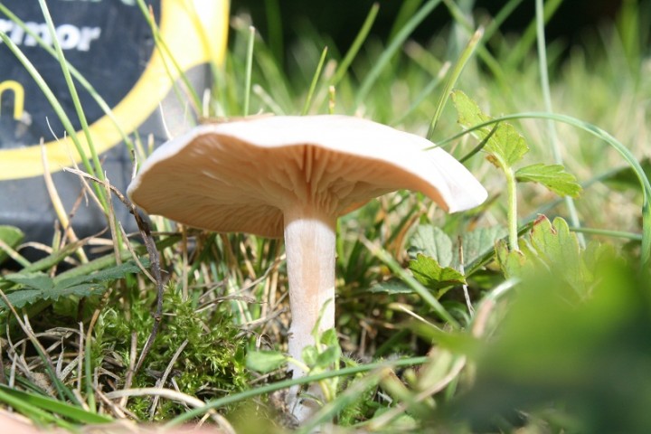 Spécimen 7 : Marasmius oreades (possible)