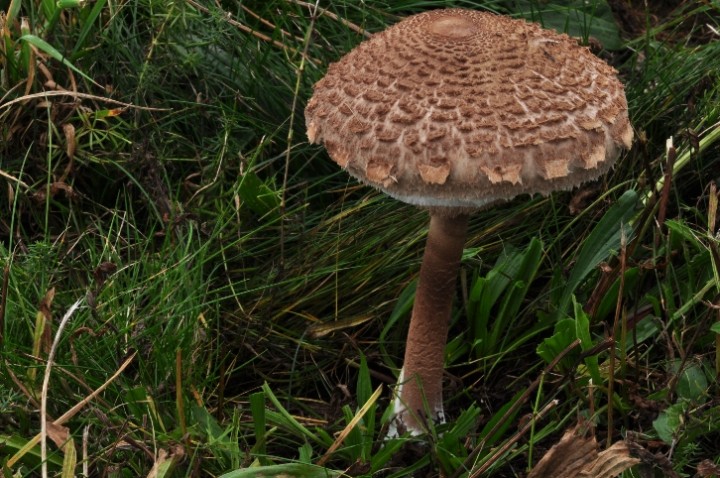 Macrolepiota 21.JPG