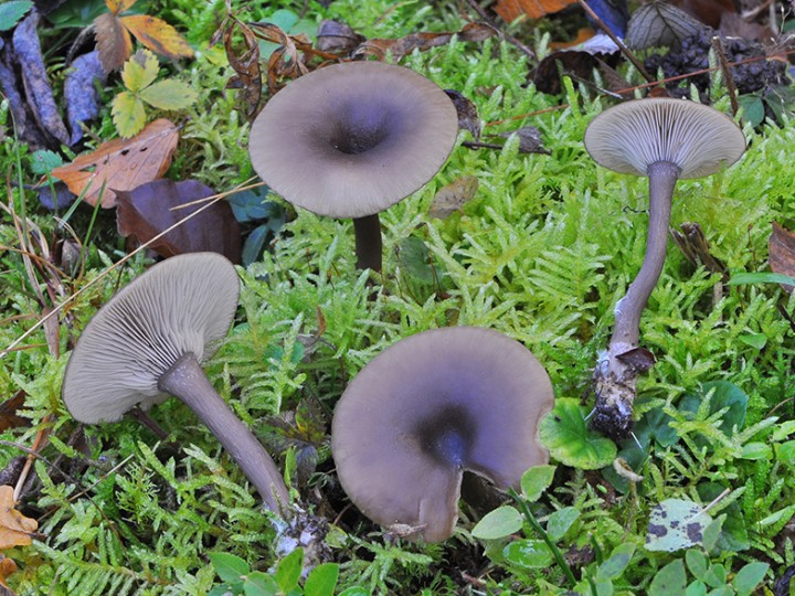 Pseudoclitocybe_cyathiformis_3.jpg