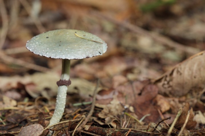 stropharia1.JPG