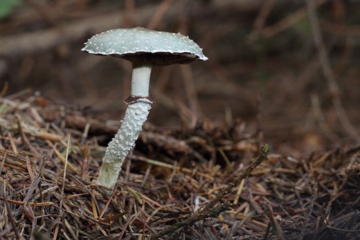 stropharia7.JPG