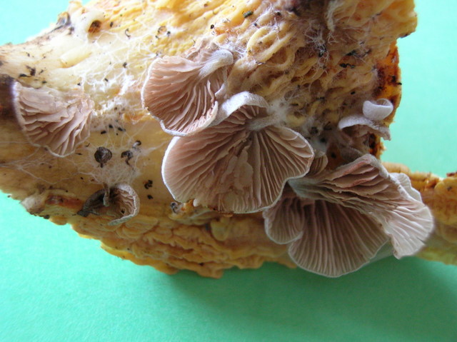 DSCN4272-1.JPG