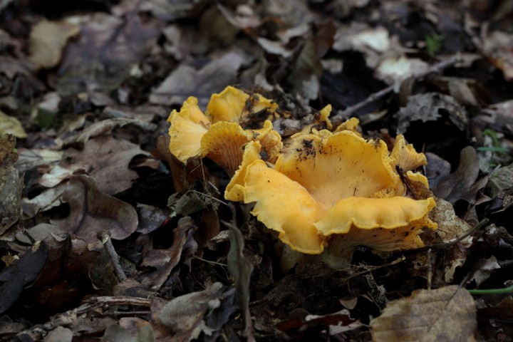 cantharellus cibarius (2).JPG