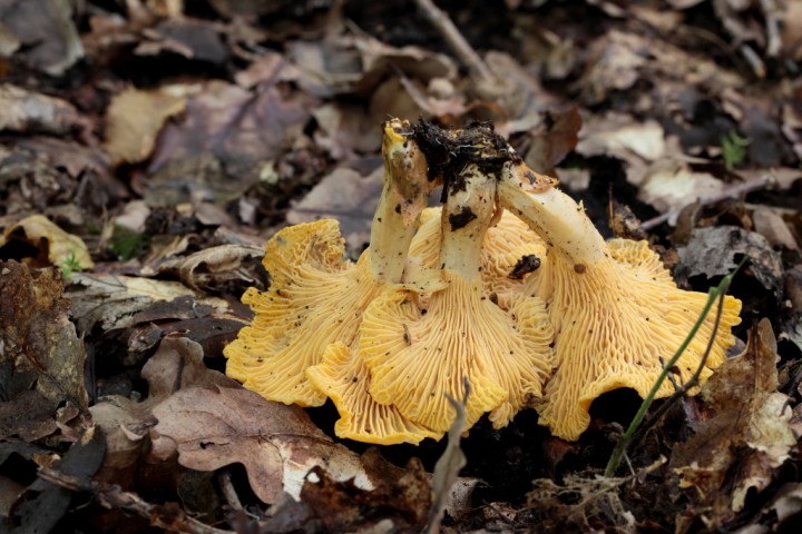 cantharellus cibarius (1).JPG